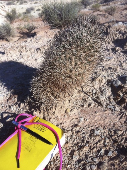 Siler pincushion cactus is slightly larger than Dr. Still’s notebook, shown here in Arizona southeast of Colorado City.