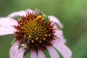 A native sweat bee collects pollen from a purple-leaved coneflower.