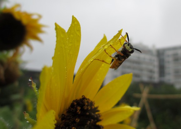 PHOTO: A wasp drinks water from a flower after rain.