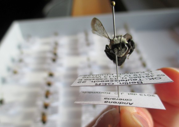 PHOTO: Closeup of a pinned bee collected from a green roof in Berlin.