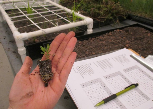 PHOTO: Hand holding a seedling; paperwork is in the background, along with a seedling tray.