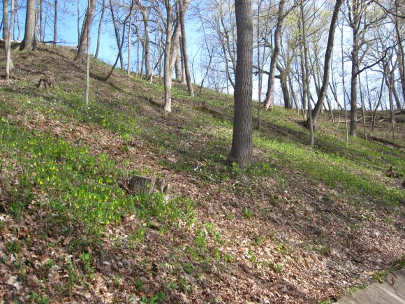 Early spring ephemerals in bloom on a ravine bluff.