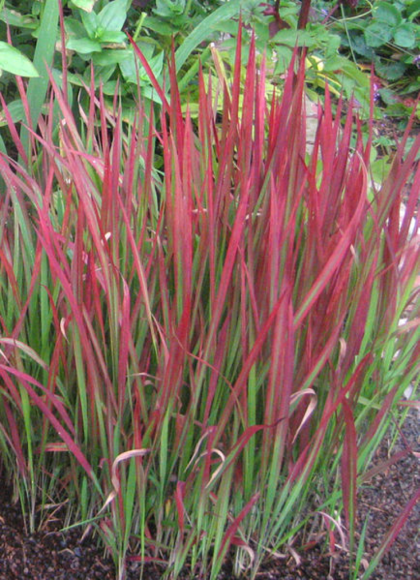 PHOTO: Imperata cylindrica 'Rubra', or Japanese blood grass.