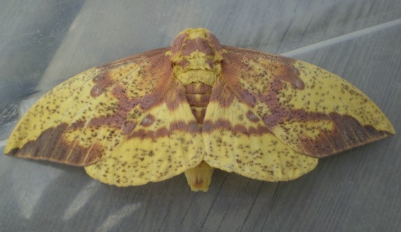 PHOTO: Imperial moth (Eacles imperialis).