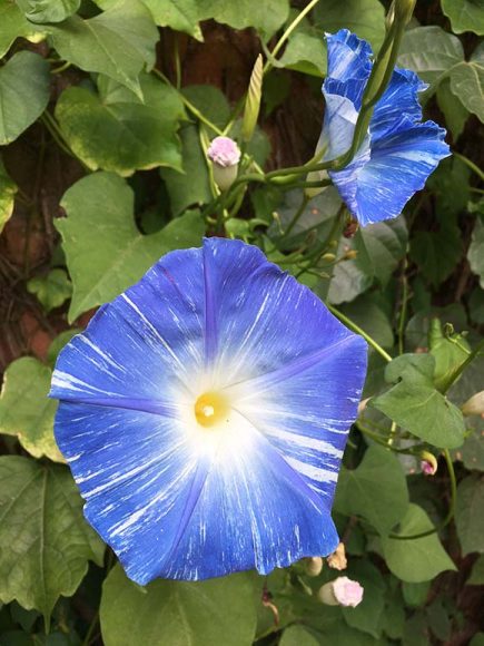 Flying Saucers morning glory (Ipomoea tricolor 'Flying Saucers')