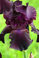 Iris (Iris 'Superstition')