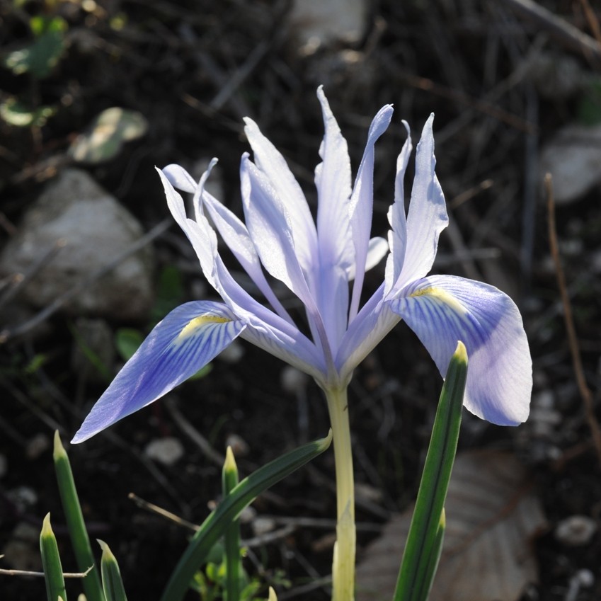 PHOTO: Iris vartanii ©Dr. Ori Fragman-Sapir