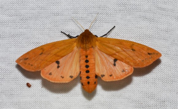 PHOTO: Isabella tiger moth (Pyrrharctia isabella).