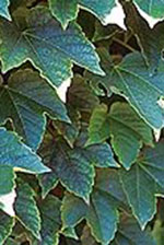 Ivy (Parthenocissius)