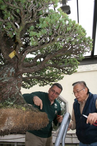 PHOTO: Jack Sustic (left), curator, National Bonsai & Penjing Museum (at the United States National Arboretum), with a volunteer, World Bonsai Day 2014