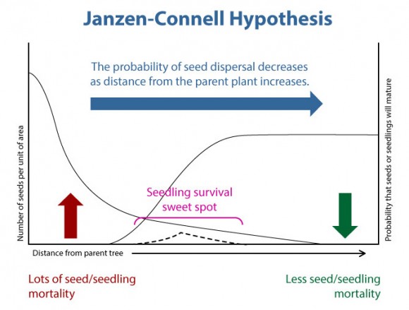 DIAGRAM: Janzen-Connell hypothesis.