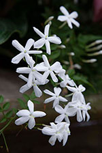 Jasmine (Jasminum polyanthemum)