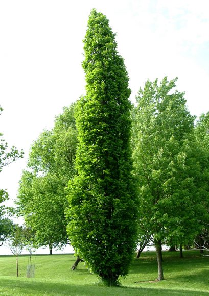 Kindred Spirit hybrid oak (Quercus x warei 'Nadler')