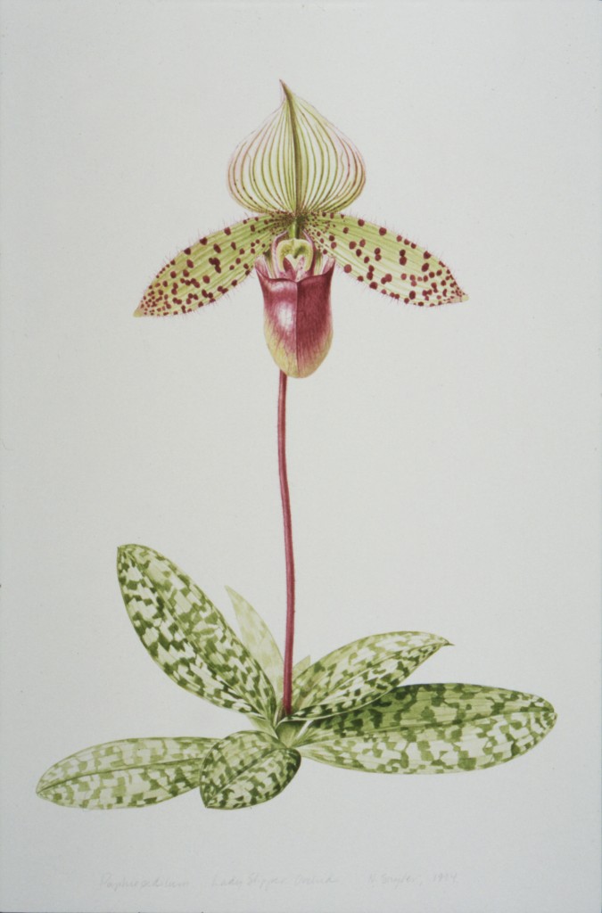 ILLUSTRATION: Lady's slipper orchid by Nancy Snyder.