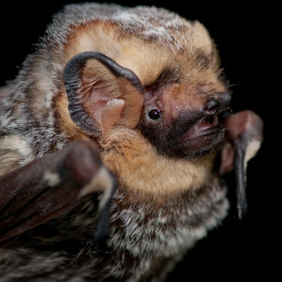 PHOTO: Lasiurus cinereus (hoary bat).