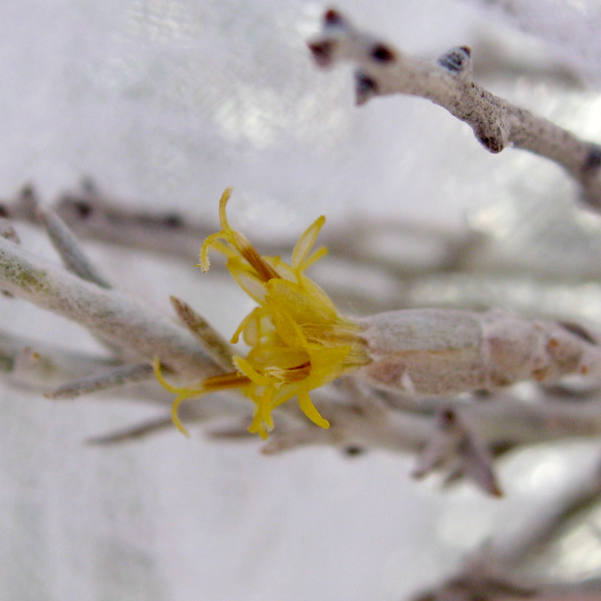 PHOTO: Lepidospartum burgessii blossom.