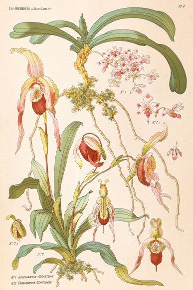 PHOTO: Illustrated orchids from Les Orchidees par Henry Lambert.