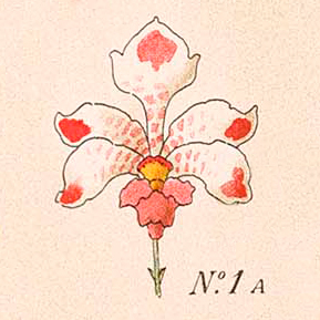 PHOTO: Closeup of orchid illustration.