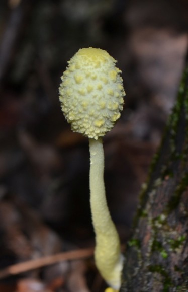 PHOTO: Leucocoprinus fungi.