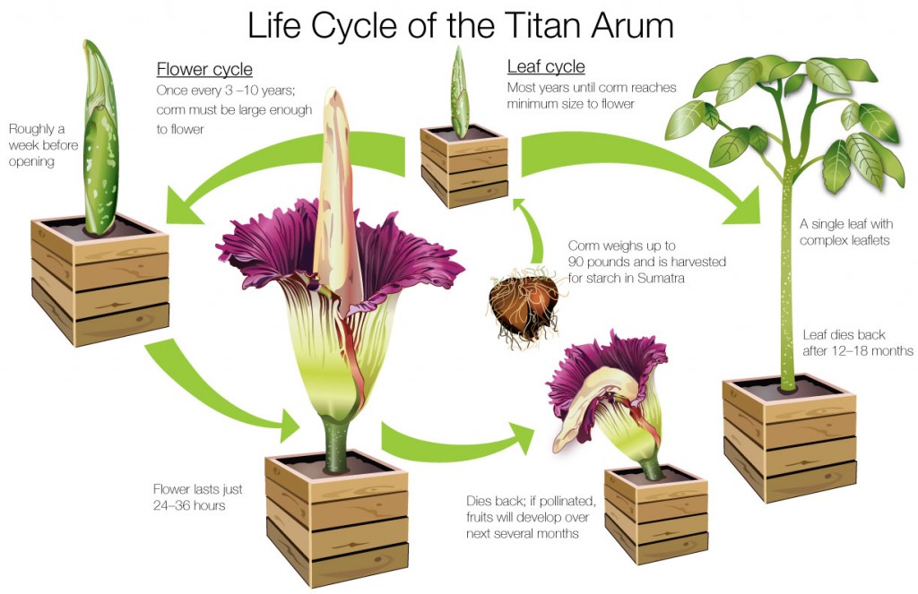 ILLUSTRATION: Life cycle of the titan arum (Amorphophallus titanum).