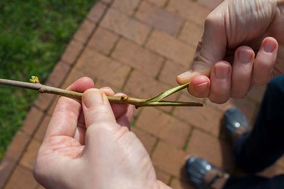 Grasp one side of the sliced stem and twist backward.