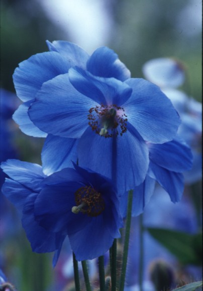Himalayan blue poppy is now grown and displayed in gardens across the country.