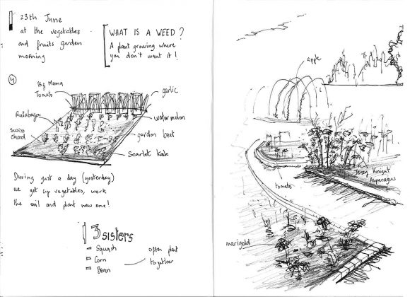 PHOTO: Lisa Ho's sketchbook illustrations and notes on plantings in the vegetable beds.
