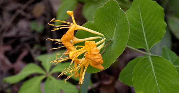 Lonicera flava honeysuckle is a fragrant and hardy variety.