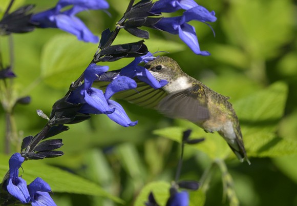 PHOTO: Hummingbird gathering nectar.