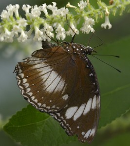 PHOTO: Friar Butterfly