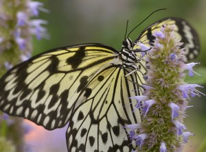 PHOTO: Paper Kite Butterfly