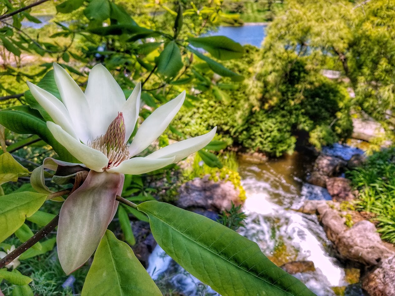 PHOTO: Magnolia tripetala x obovata