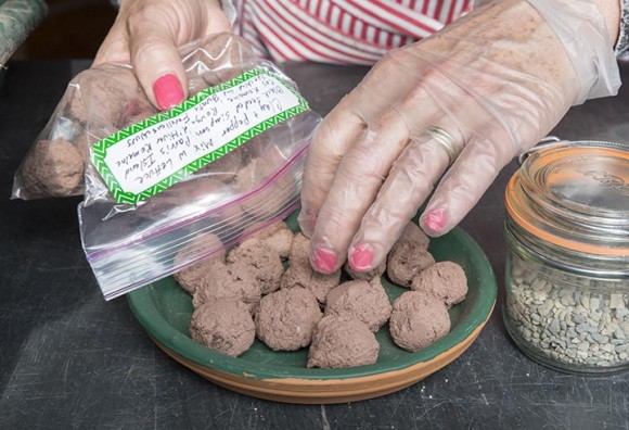 PHOTO: Nancy handles finished seed balls using plastic gloves.