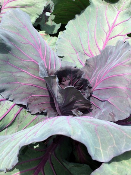 PHOTO: Mammoth Red Rock cabbage.