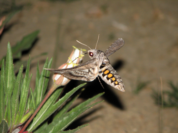 PHOTO: Night photo of hawkmoth sipping nectar from evening primrose.