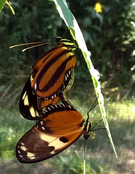 PHOTO: Large tiger longwing (Lycorea cleobaea) butterflies mating in the exhibit