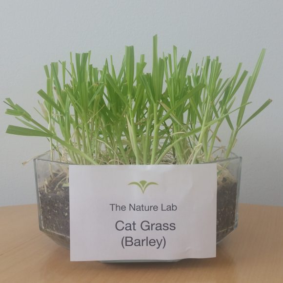 PHOTO: eight inch glass planter with green grass and label that says: Cat Grass (Barley).