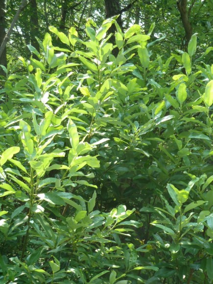PHOTO: Magnolia virginiana var. virginiana L. in Michaux State Forest, Pennsylvania.