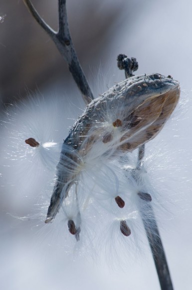 PHOTO: A native milkweed pod burst open in winter, distributing seeds.