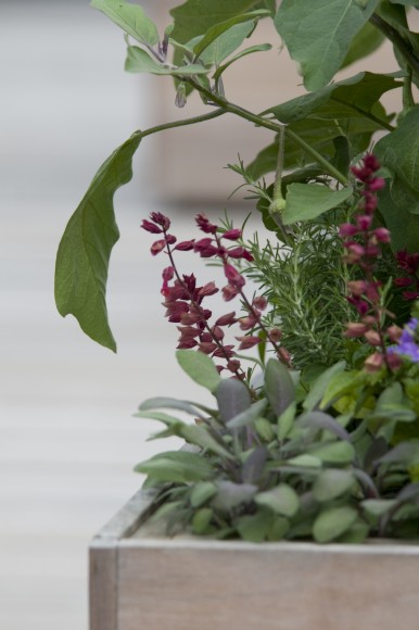 PHOTO: A container box planting of rosemary, sage, eggplant, and smaller blooms.