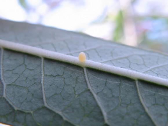 PHOTO: Closeup of a single, tiny butterfly egg on the underside of a leaf.