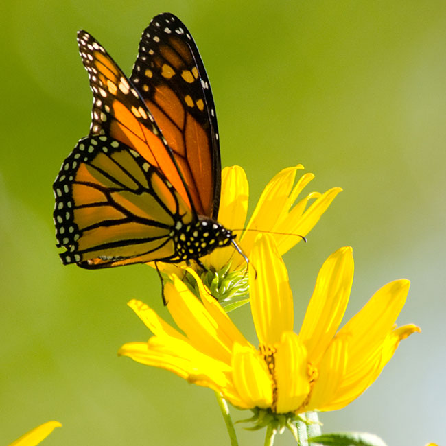 PHOTO: A monarch butterfly (Danaus plexippus) on a compass plant (Silphium laciniatum)