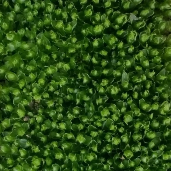PHOTO: A close up of moss seen from above shows the tops of hundreds of individual plants clumped together.