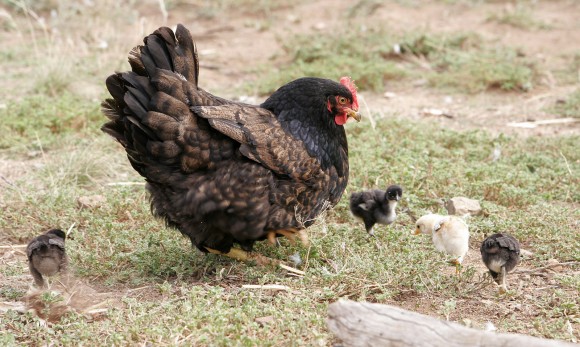 PHOTO: A mother hen teaches her chicks to forage.