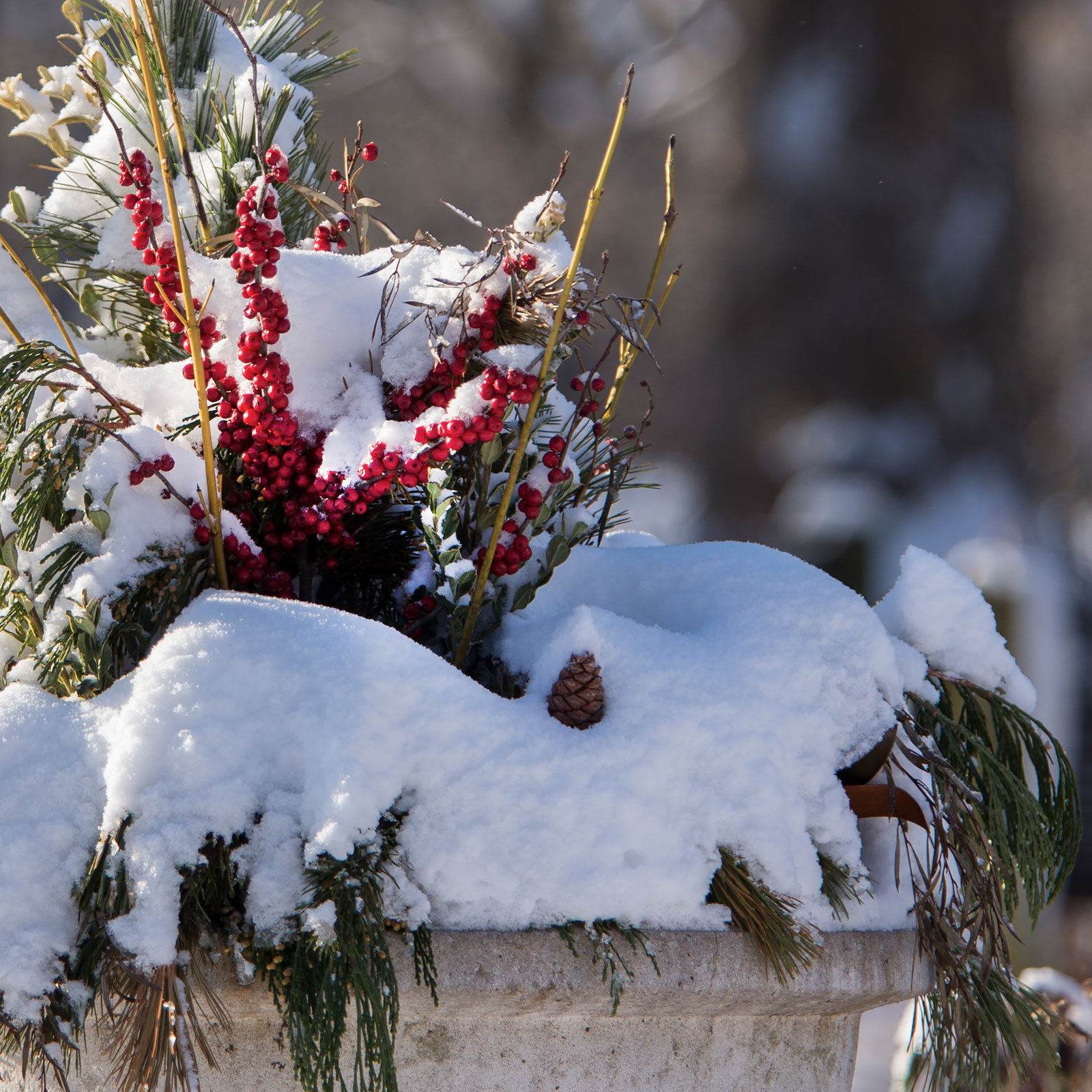 New Year’s gardening resolutions from our horticulturists