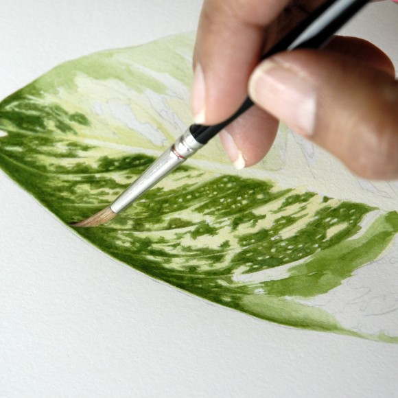 PHOTO: The hand of Nancy Snyder as she paints a leaf for a botanical watercolor illustration.