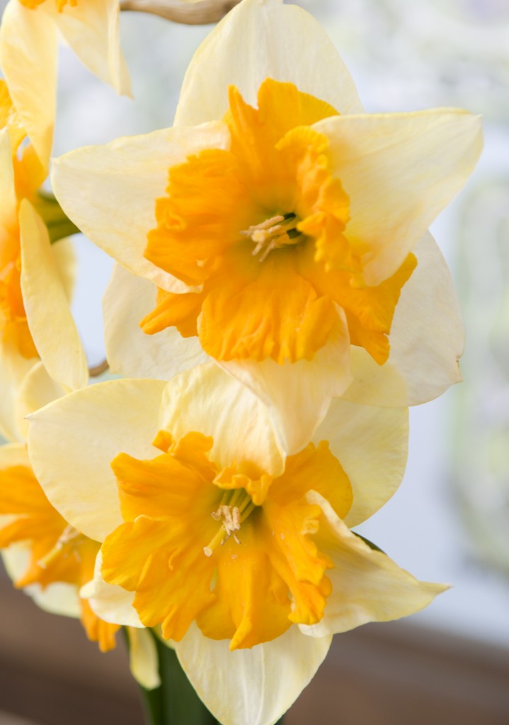 PHOTO: Narcissus 'Mondragon'