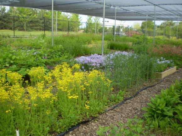 Native woodland plants are grown for seed in the Garden nursery.