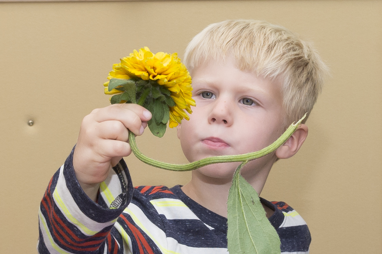 PHOTO: Nature Preschool student examines a sunflower.