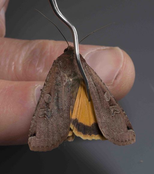PHOTO: A cryptically-colored Noctua pronuba (Large yellow underwing moth).
